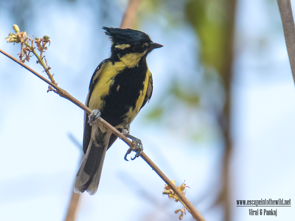 Black-lored Tit